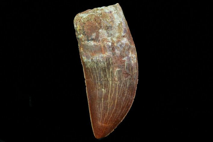 Carcharodontosaurus Tooth - Excellent Serrations #71181